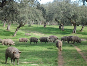 Historia del jamón